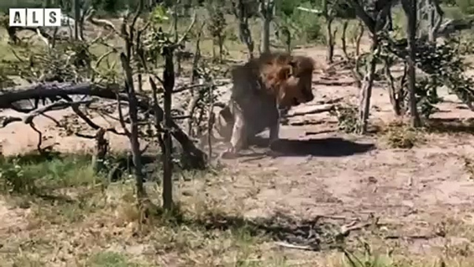 Abandoned! Weak Old Lion and What Happen Next for King Lion - Animal Documentary   Wildlife Secrets