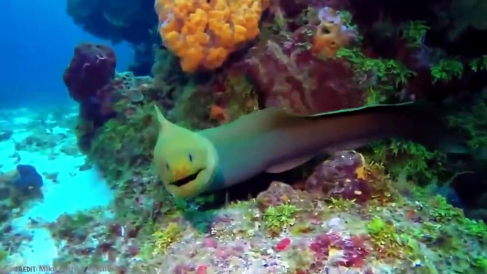 This Fish Will Give You Nightmares