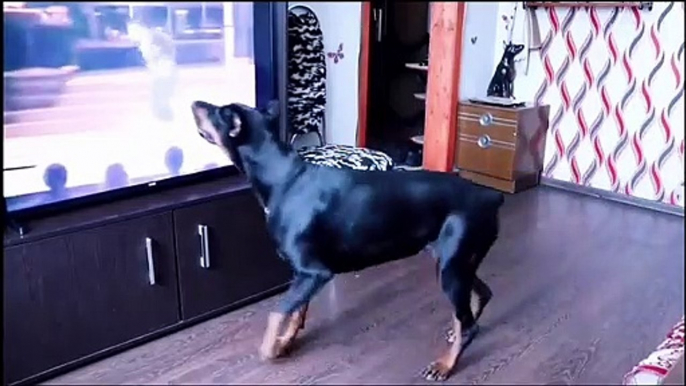 Dog dances  on song ️ #funny #dog #dance #animal #husky