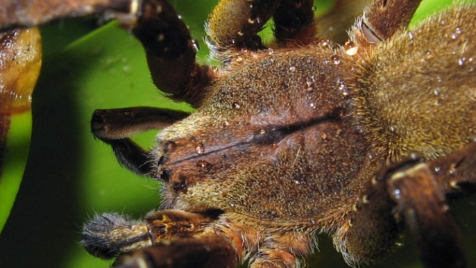 Environnement : voici la liste des araignées les plus dangereuses - carré