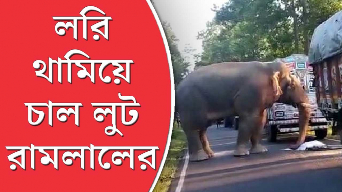 Elephant: ট্রাক আটকে চালের বস্তা নামিয়ে খেল হাতি, শালবনির রামলালের আজব কীর্তি