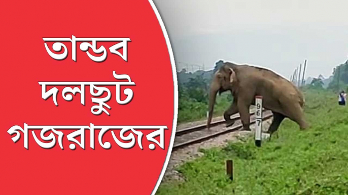 Elephant: দলছুট হাতির তাণ্ডব বানারহাটে