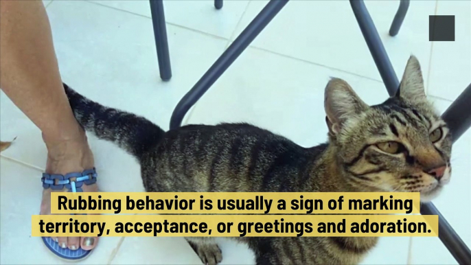 Why Cats Rub Themselves Against Their Owners? Explained by Experts