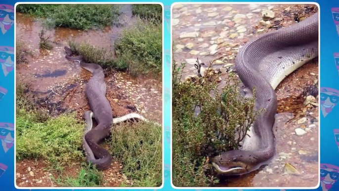 Extreme Fight Crocodiles vs Snake! Animal Fights Caught On Camera