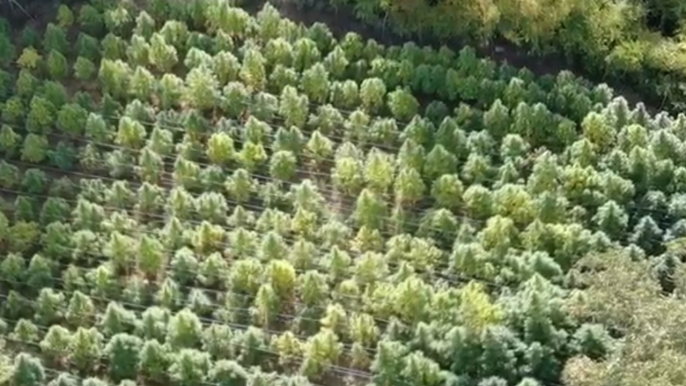 Sequestrata piantagione di marijuana nell'Alto Casertano: 3 arresti (09.09.22)