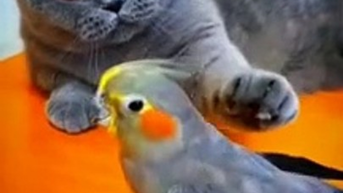 Cute Pie Cat And Cocktail Birda New Videos _ Amazing Bird And Cat Videos _ Cute Animals Yt #shorts