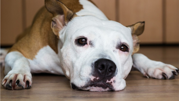 Rescue plea as this pup with anxiety issues was adopted just to be dumped back at the shelter a week later