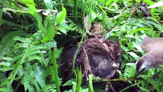 Brutal! Snake Eat Baby Bird, Bird Mom Cried Because Couldn't Protect Baby  Story Brutality Of Nature