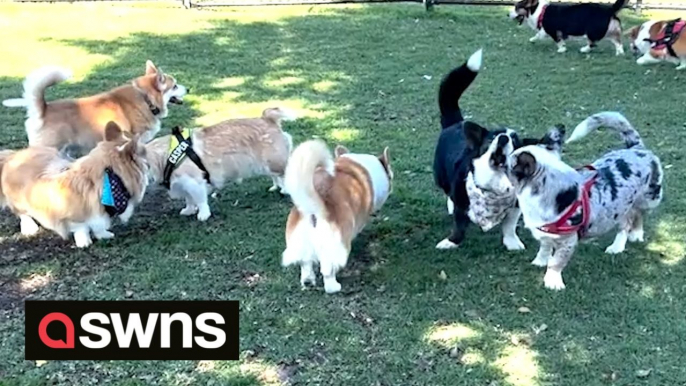 Dozens of Corgi owners dressed in their best royal attire gather to honour Queen