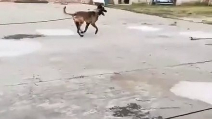 Como sacar a pasear el perro sin salir de casa