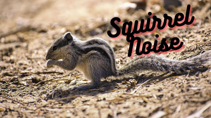 Squirrel Noise Sound Effect Video | Squirrel Sound By Kingdom of Awais