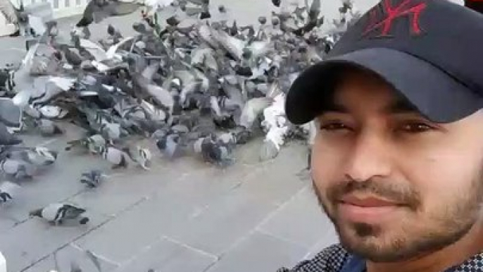 Beautiful birds feeding | birds market | feeding pigeon