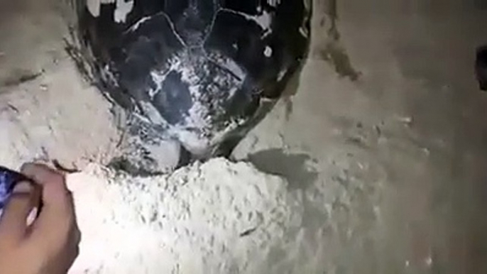 close look, giant turtle laying eggs..