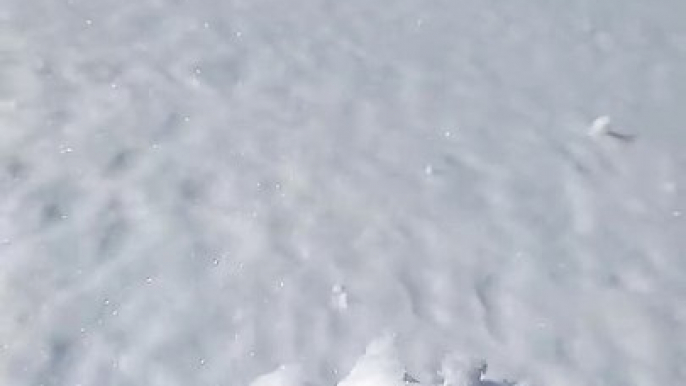 La neige collante aide les boules de neige à pousser - Buzz Buddy