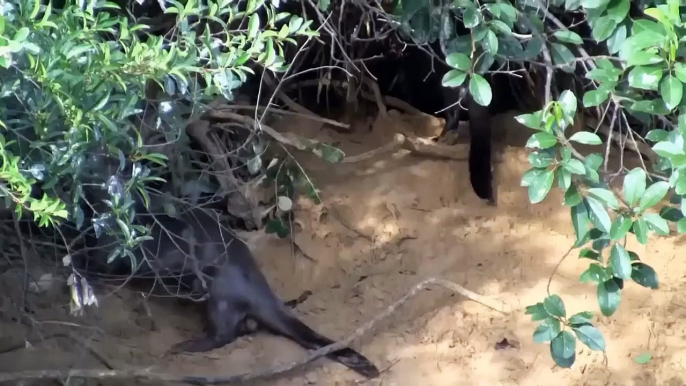 Leopards Risked Their Lives To Take Otter Territory And Got Punched By Otters Without Missing A Beat