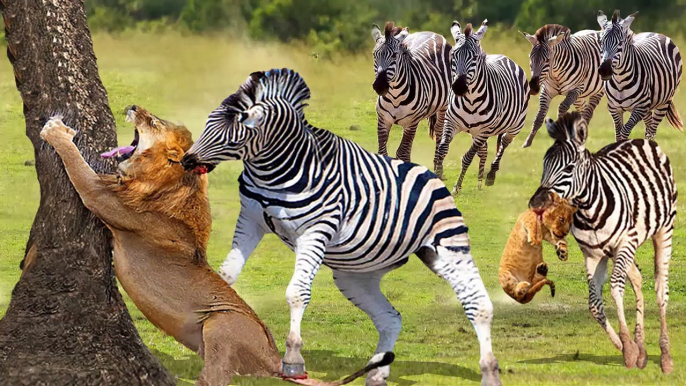 The Lion King Ran Around Begging For Forgiveness Under The Pursuit Of A Herd Of Zebras - Zebra, Lion