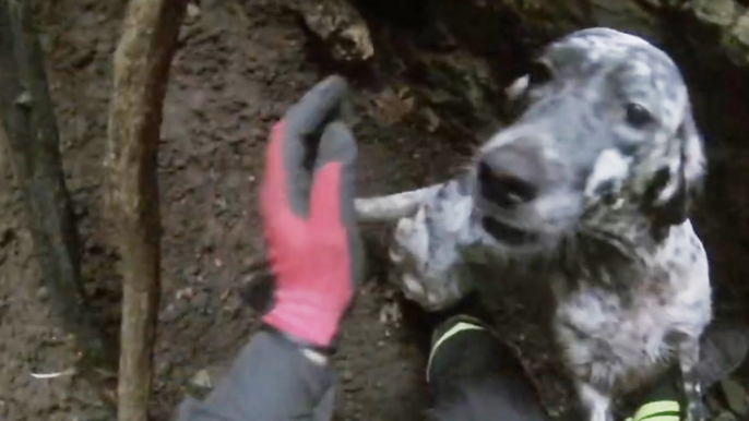 Arcugnano (VI) - Salvato cane scivolato in un dirupo (05.09.22)