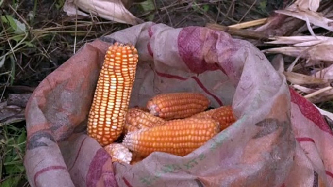 Nigeria sees higher maize output despite higher costs, insecurity