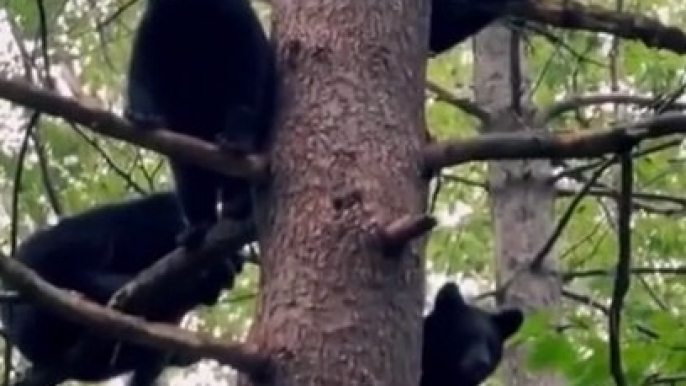 Un arbre à oursons... Trop mignon