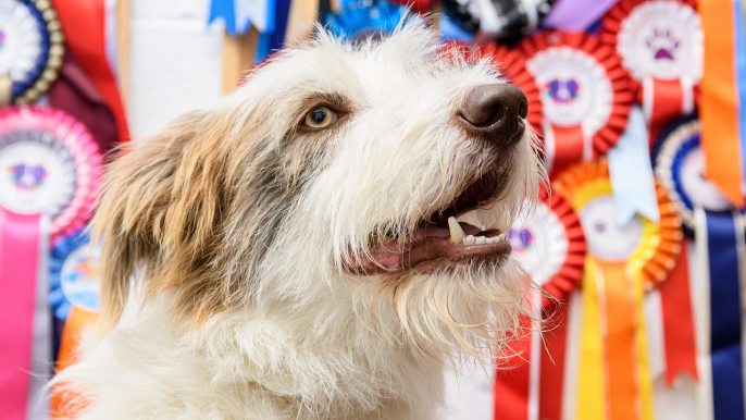 Rescue dog is now an award winning agility dog