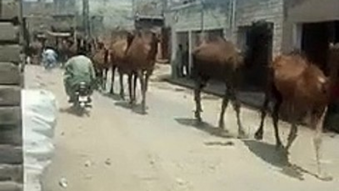 Camels_walking_in_village(240p)