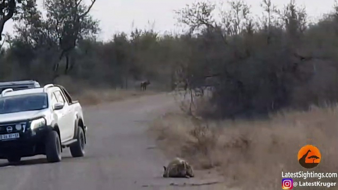 Hyena Tries Hiding from Wild Dogs in Plain Sight