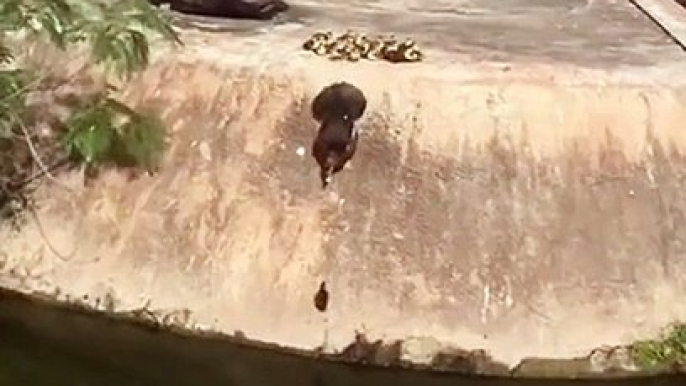 Premier bain pour tous ces bébés canards... adorable