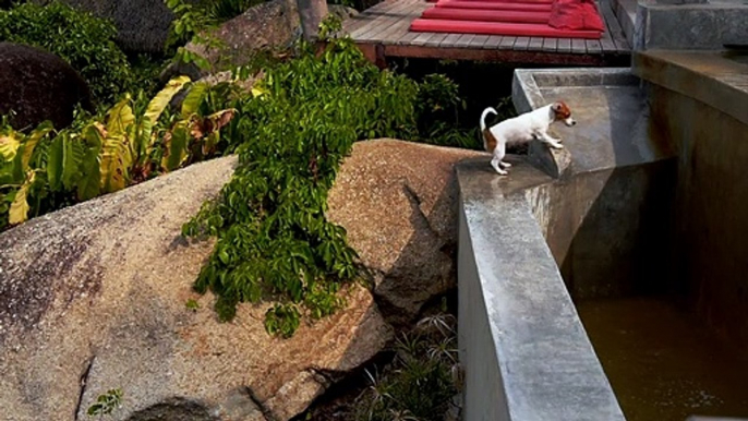 A Dog playing with water  short video