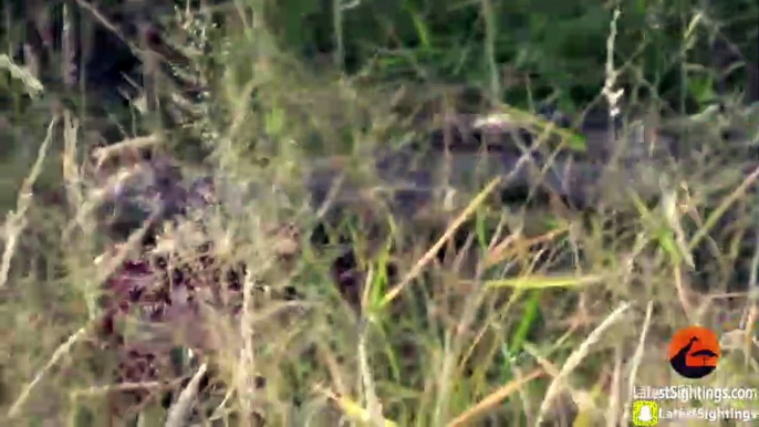 Huge Crocodile Dragging Kill Over the Road