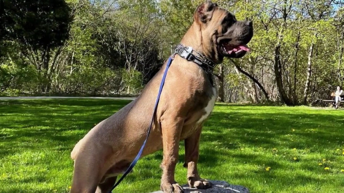 DANGEROUS OR PROTECTIVE_ THE CANE CORSO