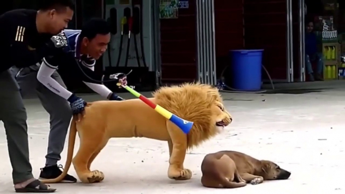 fake Lion and Fake Tiger Prank To dog - Huge Box Prank to dog So Funny I boneka singa , macan , dan harimau ini mencoba prank anjing-anjing liar , video prank binatang lucu terbaru I これらのライオン、トラ、トラのぬいぐるみは、野生の犬、最新の面白い動物のいたずらビデオをいたずらしようとしています