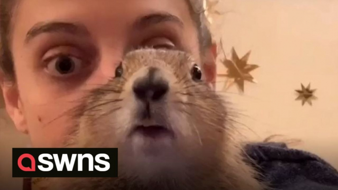 Meet Doug the domesticated prairie dog who loves to cuddle in bed and travel across the US