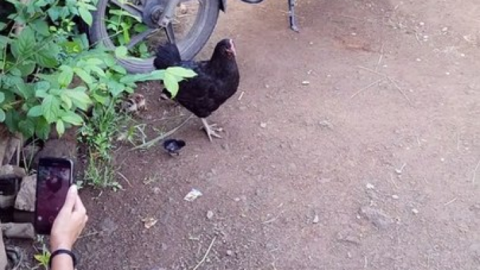 Murgi maa aur uske chuze | मुर्जी माँ और उसके चूज़े | Chicken chicks care challenge