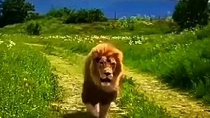 World's Best Angry Lion's Videos 2022 _ Lion Animals Video _ Cute Animals Yt #shorts #animals