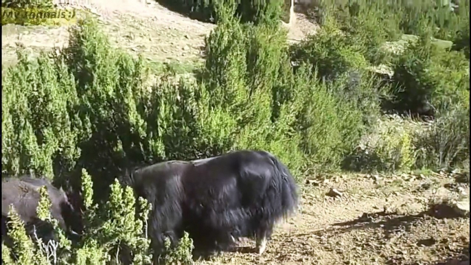 Yaks fighting for winner   animals fighting in Tibet China #yaks