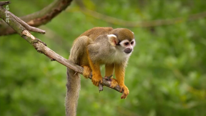 L'odyssée des animaux - Le voyage du singe d'Amérique du Sud