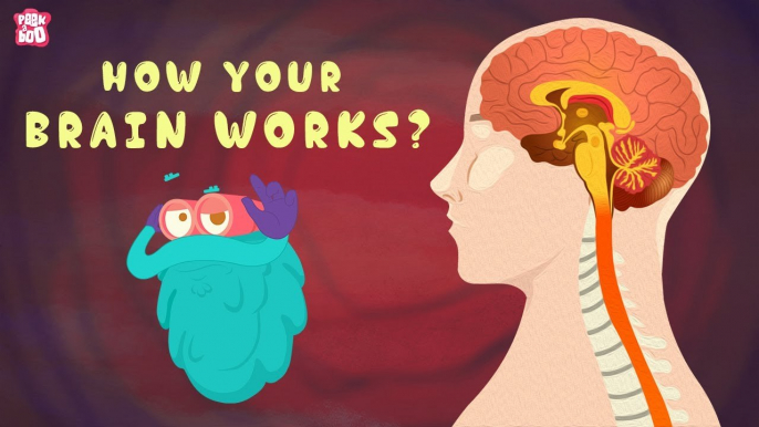 HUMAN BRAIN | Everything You Need To Know | The Dr Binocs Show | Peekaboo Kidz