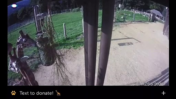 Edinburgh Zoo launches giraffe webcam to celebrate Giraffe About Town