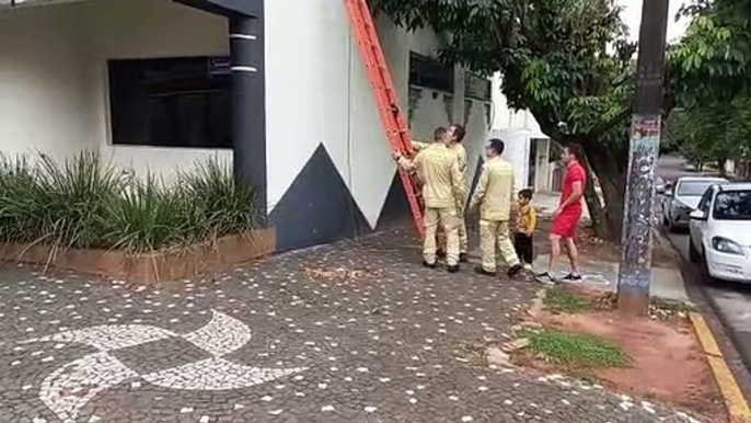 Bombeiros têm trabalho para resgatar gatinho que estava preso entre paredes de gesso 1