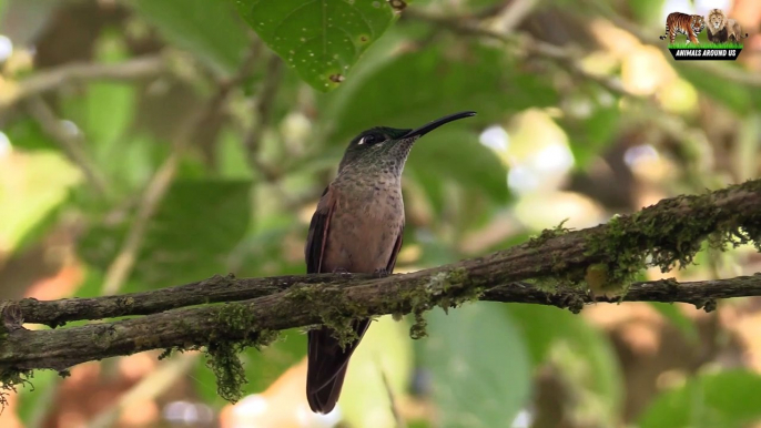 Animals and Birds Sound - Yak, Horse, Frog, seagull, frog, Dog, kingbird bird - Wild animals life