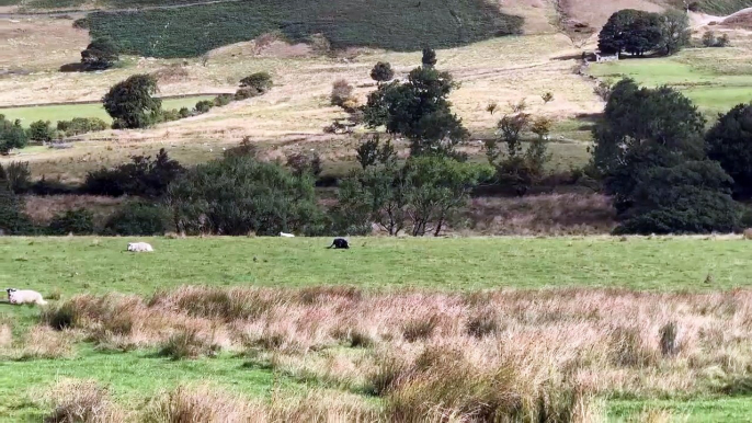 Peak District ‘Wild Cat’