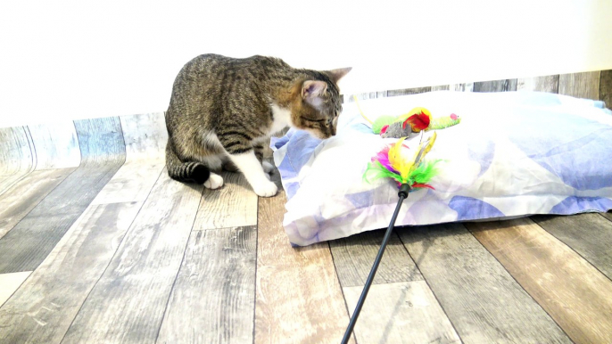 Kitten Stalks Toy and Wiggles His Butt