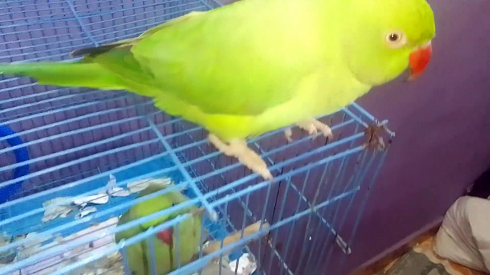 Parrot baby new video Aurangabad Maharashtra Champa chowk India