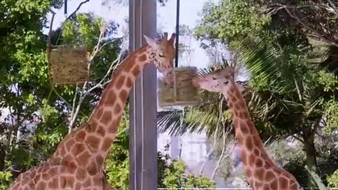 Inside Taronga zoo - Se1 - Ep06 HD Watch HD Deutsch