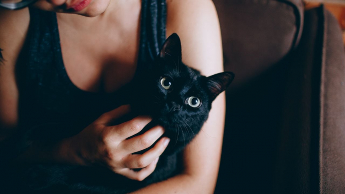 When it comes to stereotypes, 4 in 10 cat owners think black cats bring good luck