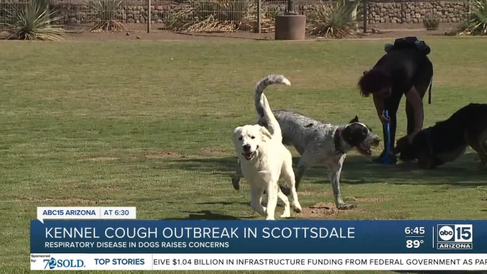 Possible kennel cough outbreak in Scottsdale