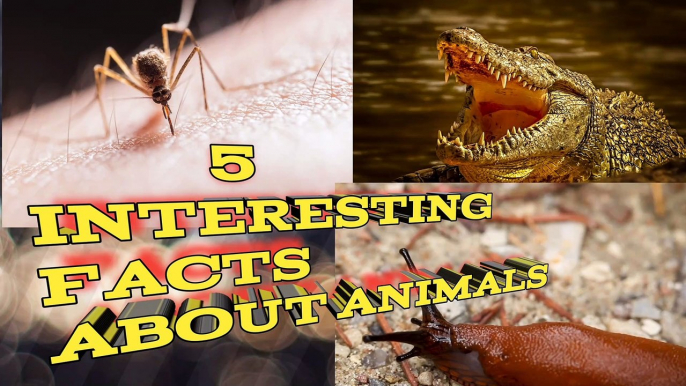 5 INTERESTING FACTS ABOUT ANIMALS / ENGLISH FACTS/ANIMALS FACTS