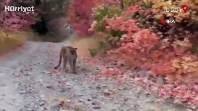 Korku dolu anları saniye saniye kaydetti! Peşine puma takıldı