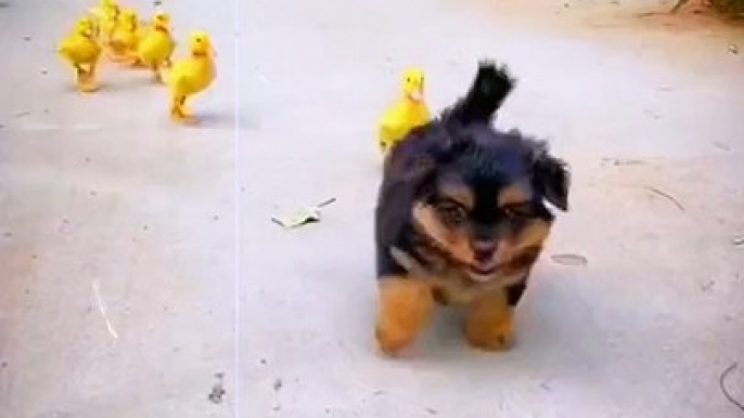 Dog And Duck So Cute Animals | Duck And Dog Best Friendship Video | Cute Animals Yt