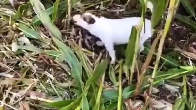 dog help to the farmer #dogskills #doglife #pet #cute #doglover